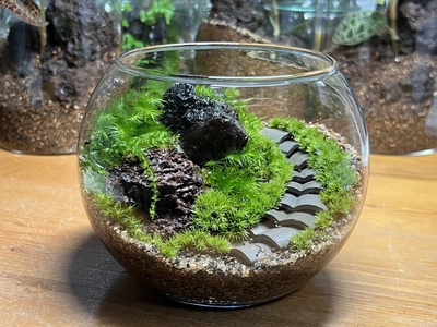 ２０２６年３月  苔テラリウム ワークショップ＆メンテナンス会　in長福寺