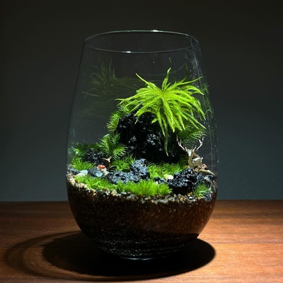 ２０２６年３月  苔テラリウム ワークショップ＆メンテナンス会　in長福寺