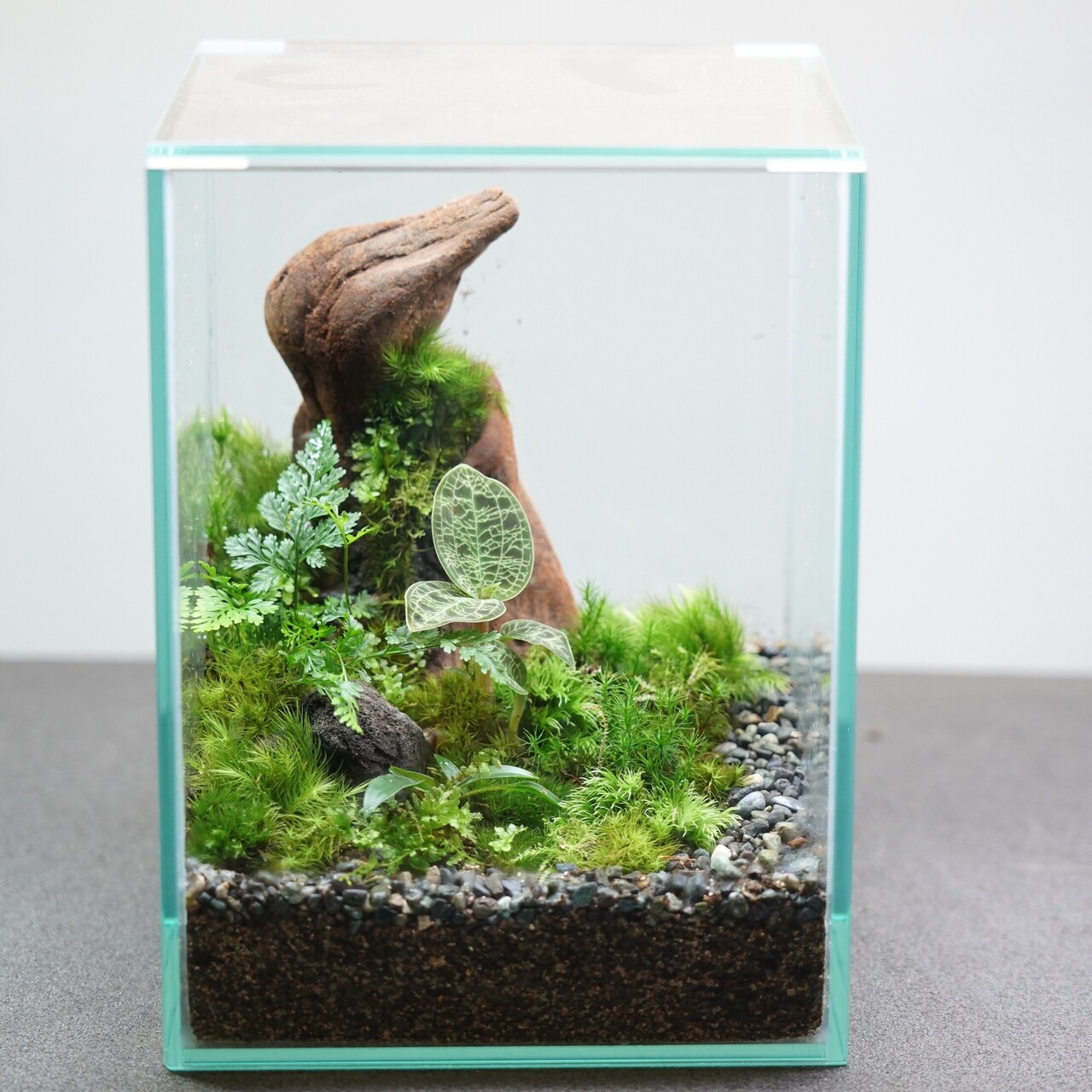 ジュエルオーキッドテラリウム