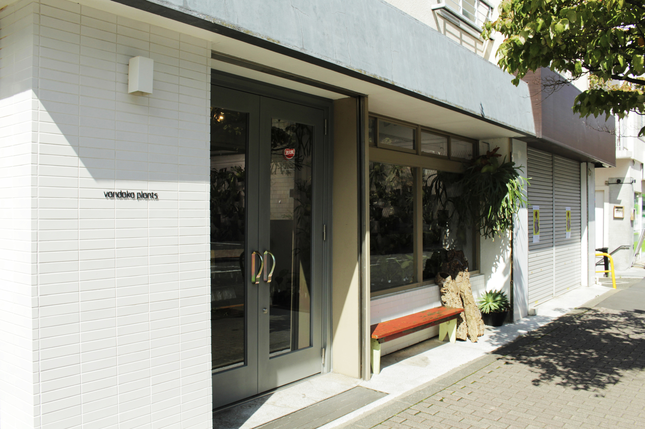 vandaka plants ビカクシダ 板付ワークショップ in 東京 GALLERY TOKYO 2025年12月