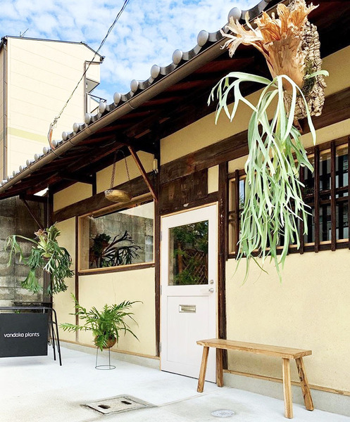vandaka plants ビカクシダ 板付ワークショップ in 京都 KYOTO SHOWROOM 2025年5月