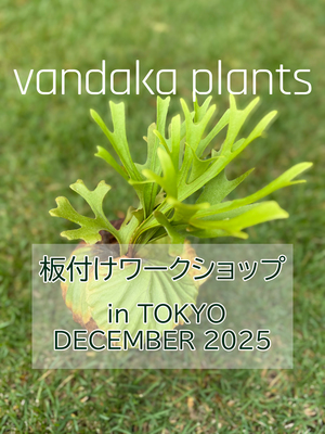 vandaka plants ビカクシダ 板付ワークショップ in 東京 GALLERY TOKYO 2025年12月