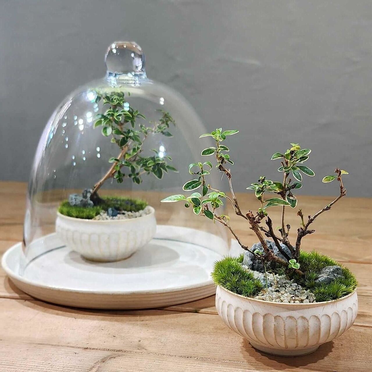 渋谷ヒカリエ】 苔盆栽ワークショップ