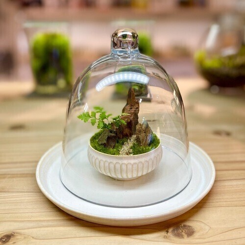 渋谷ヒカリエ】 苔盆栽ワークショップ