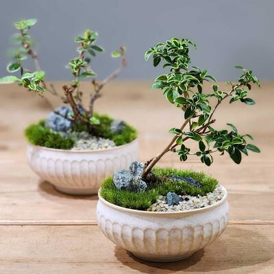 【渋谷ヒカリエ】 苔盆栽ワークショップ　