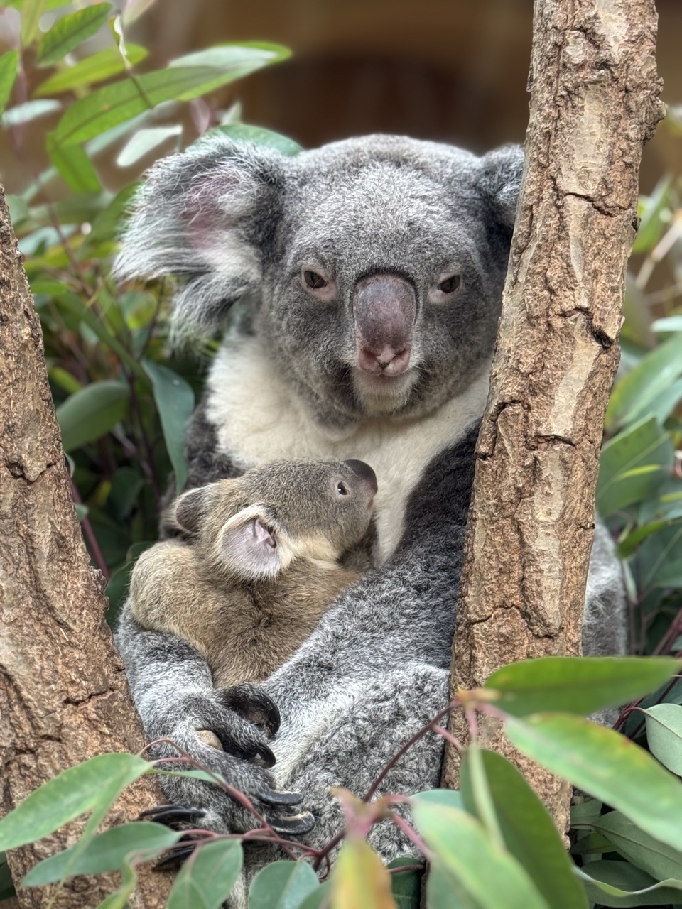 【第21期灘大学（2）】動物園獣医師よもやま話（11月15日）