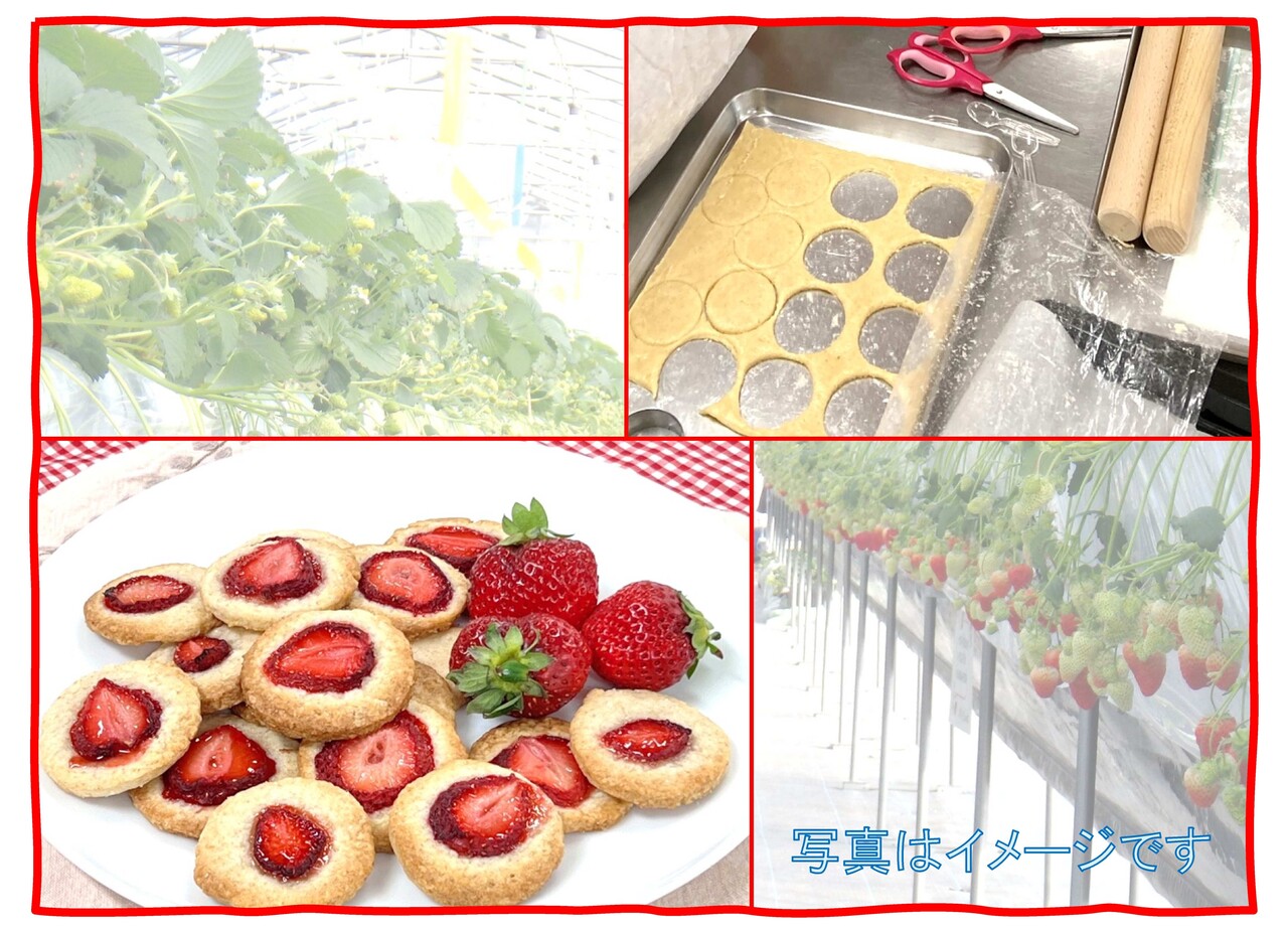 いちごを収穫していちごクッキーを作ろう （いちご牛乳付）