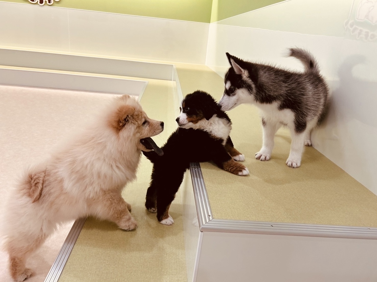 【土日祝予約】もふもふタイム 60分《1ドリンク付き》