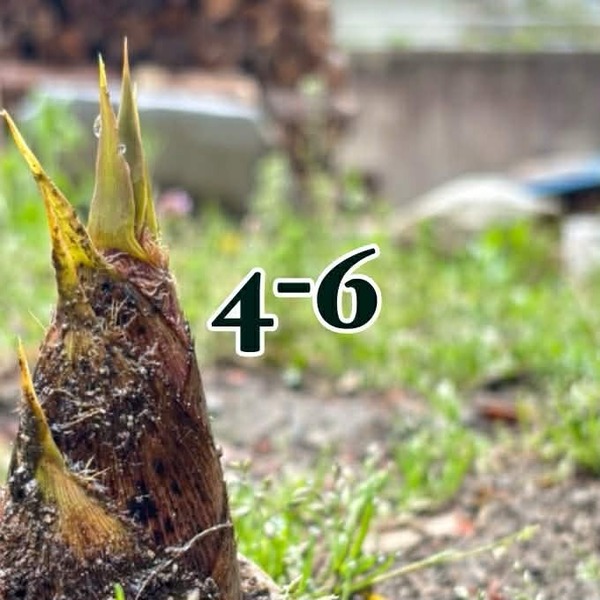 宿泊（古民家一棟貸し）【4-6月】