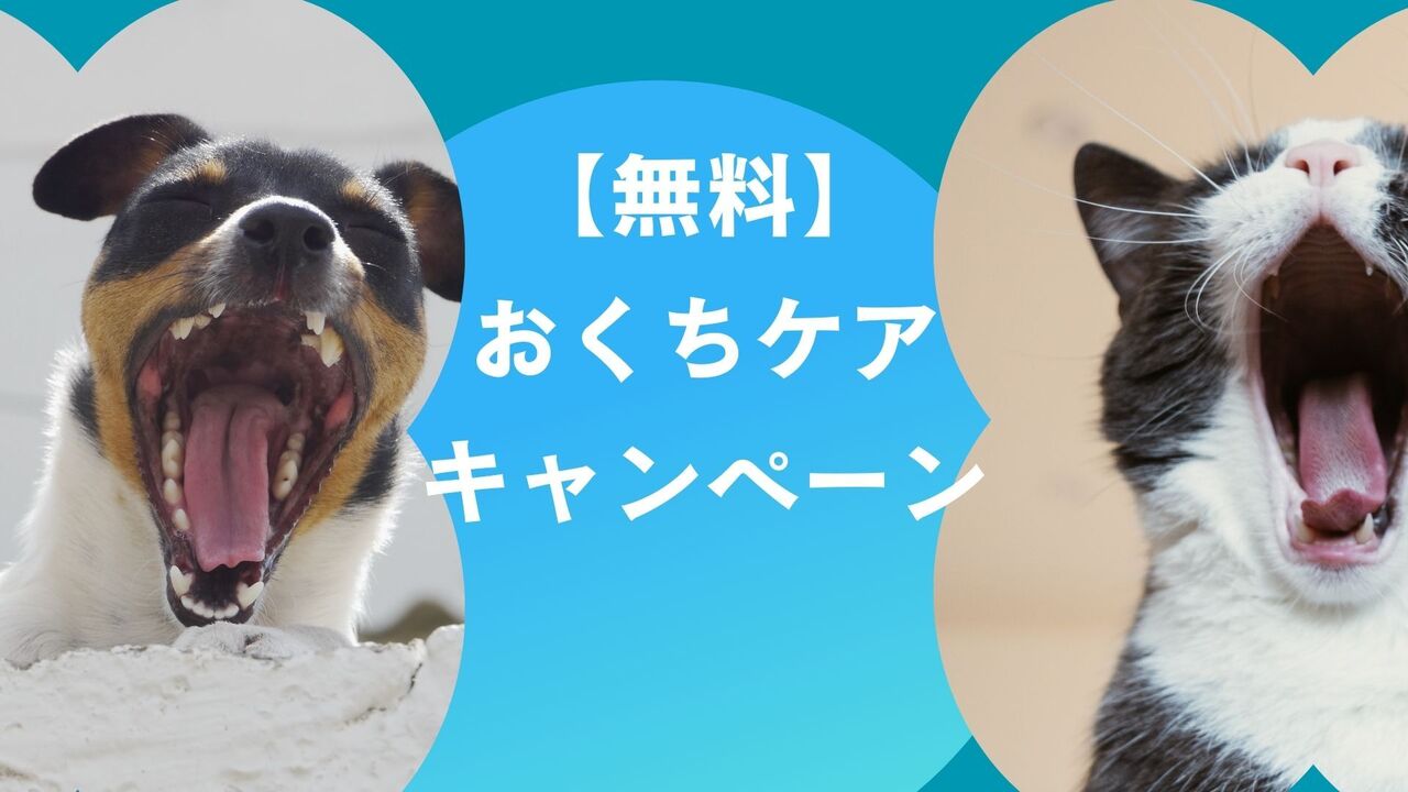 【無料】おくちケアキャンペーン（2025年12月25日まで）