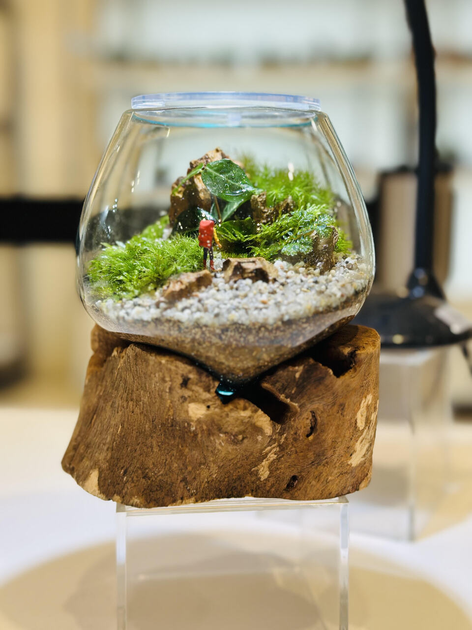 【garage TOKYO】大人気の流木ガラスの苔テラリウムワークショップ 【いなみ】