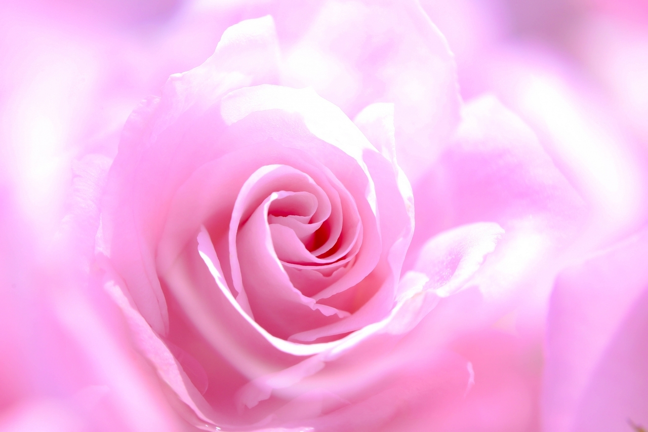 【5月】ローズボディコンタクト