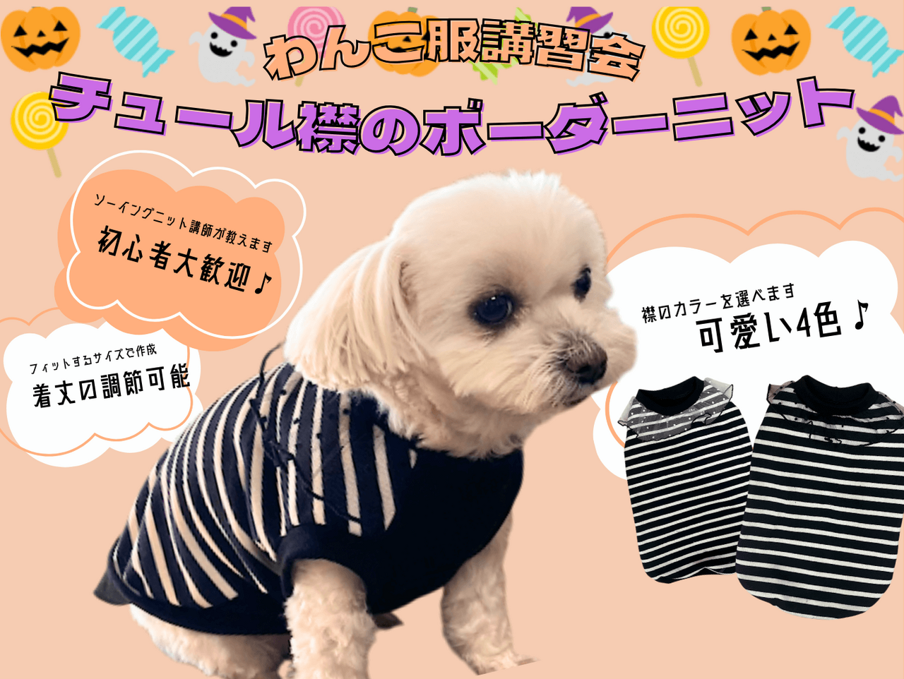 【精華店】わんこ服体験会(チュール襟ボーダーニット)