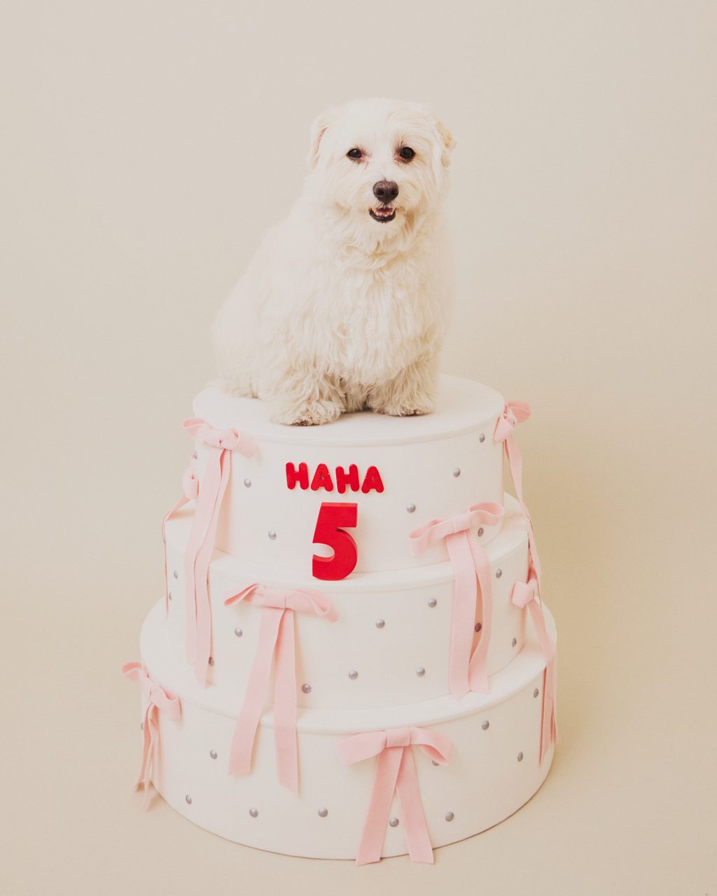 DOG PHOTO STUDIO　ハーハフー