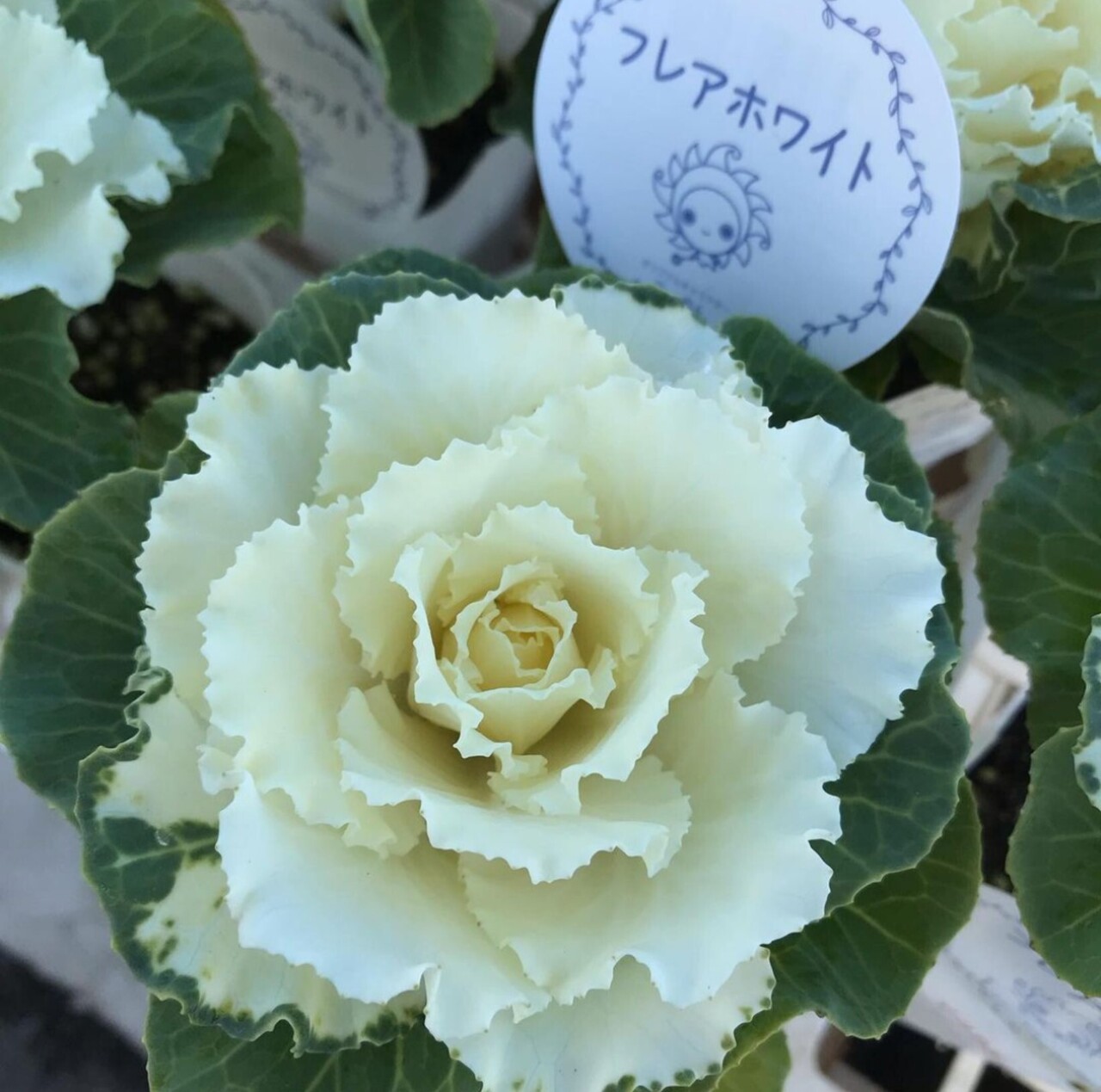 葉牡丹の植え方