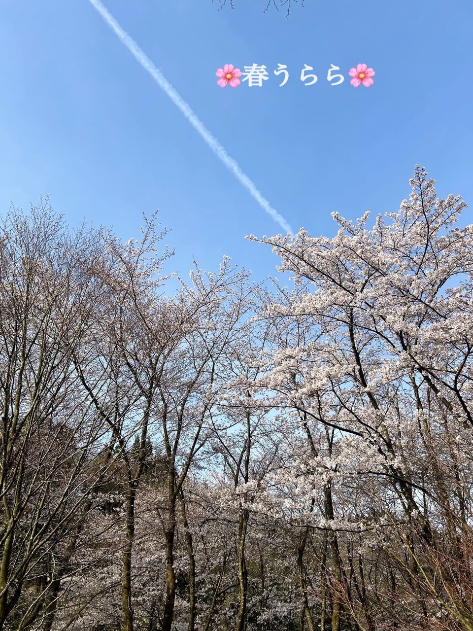 🌸春うらら　桜YOGA×春のブーケ作り🌸