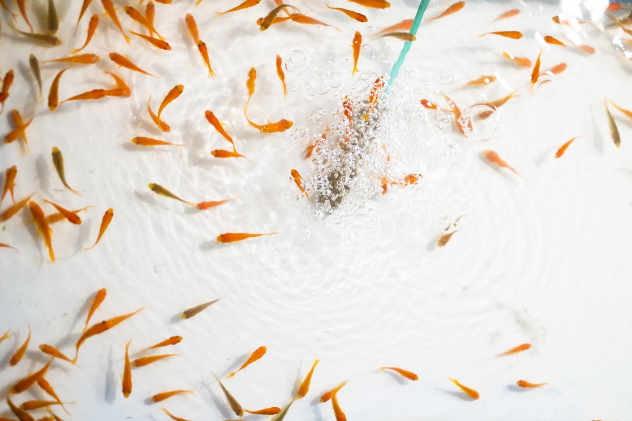 【大田区蒲田】金魚釣り｜2025年7月13日(日)