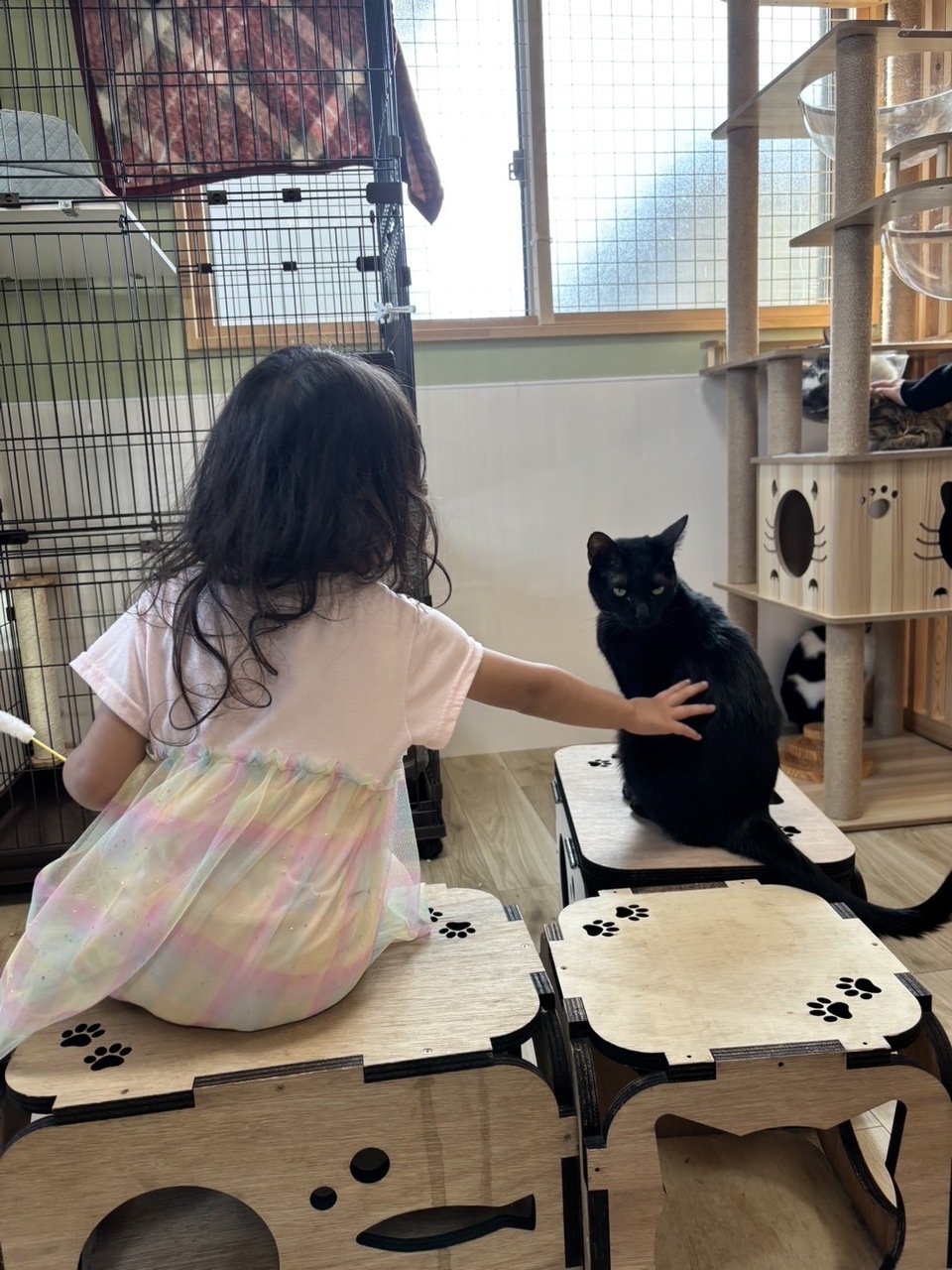 猫の森ハウスへようこそ」～保護猫の家族さがしのために～