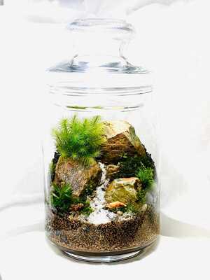 【ガーデンガーデン豊橋】「MY STORY」〜毎日に癒しを添える苔テラリウム〜【メグリナ】