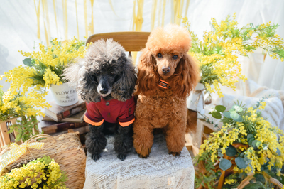 3/1(日) ミモザガーデン撮影会