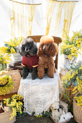 3/1(日) ミモザガーデン撮影会