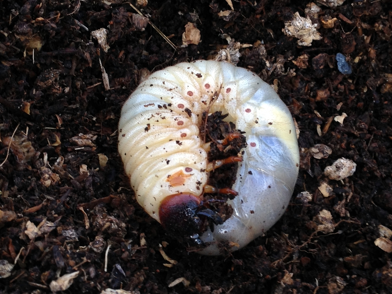【世田谷】春休みから始める自由研究!カブトムシの幼虫プレゼント！｜2026年3月22日(日)