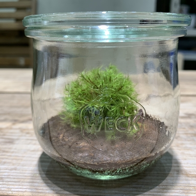 【仙台】苔テラリウムクリエイターコース出張教室説明会