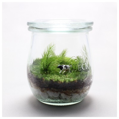 【仙台】苔テラリウムクリエイターコース出張教室説明会