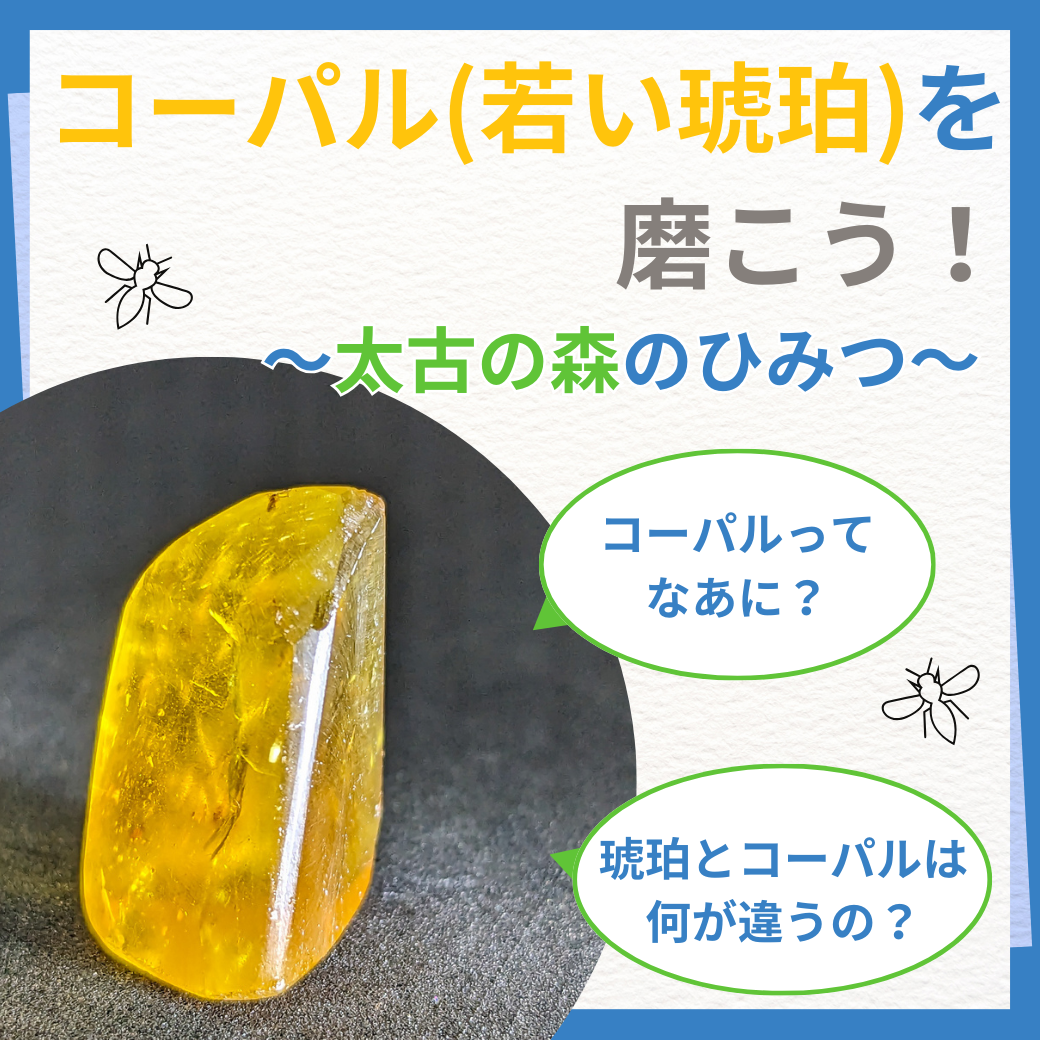 探Labブース コーパル(若い琥珀)を 磨こう！～太古の森のひみつ～