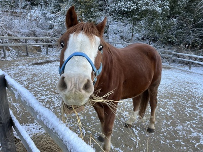 草木染めワークショップ（単発イベント）