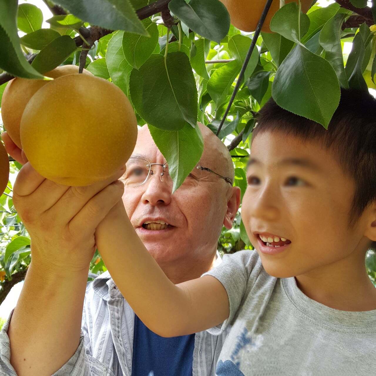 【世田谷】梨狩り｜2025年9月15日(月祝)