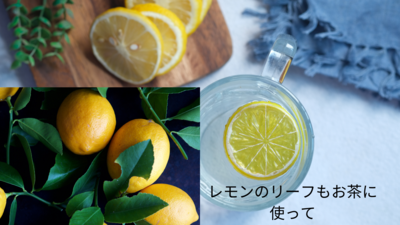 シトラス・アドベンチャー：薫るレモン収穫＆レモンタバスコの魔法と炭火・竹筒でのバウムクーヘン