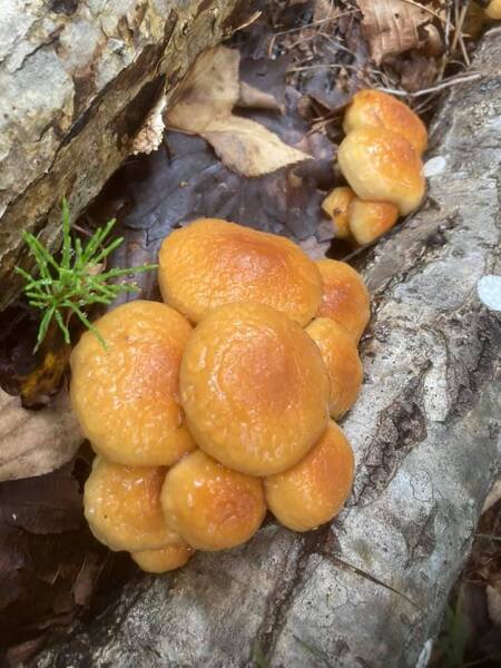 原木きのこ狩り