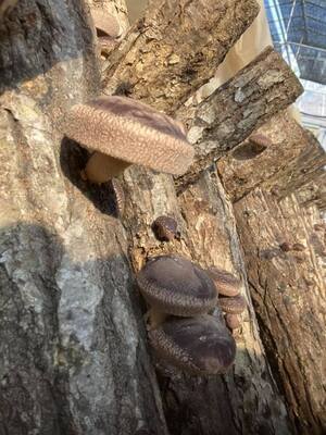 原木きのこ狩り