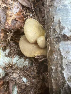 原木きのこ狩り