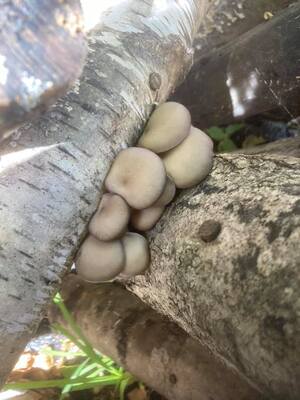 原木きのこ狩り