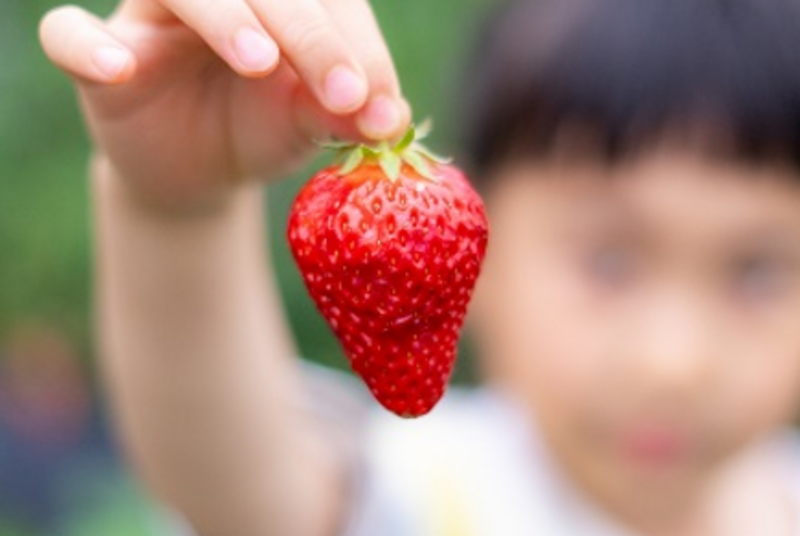 【北区王子】いちご収穫体験｜2025年2月9日(日) 