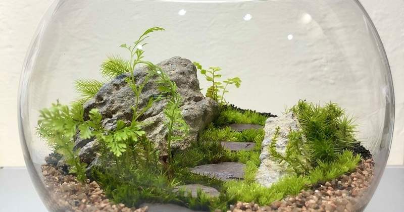 幕張新都心 】中型編 大人の苔テラリウムワークショップ FeelTheGarden