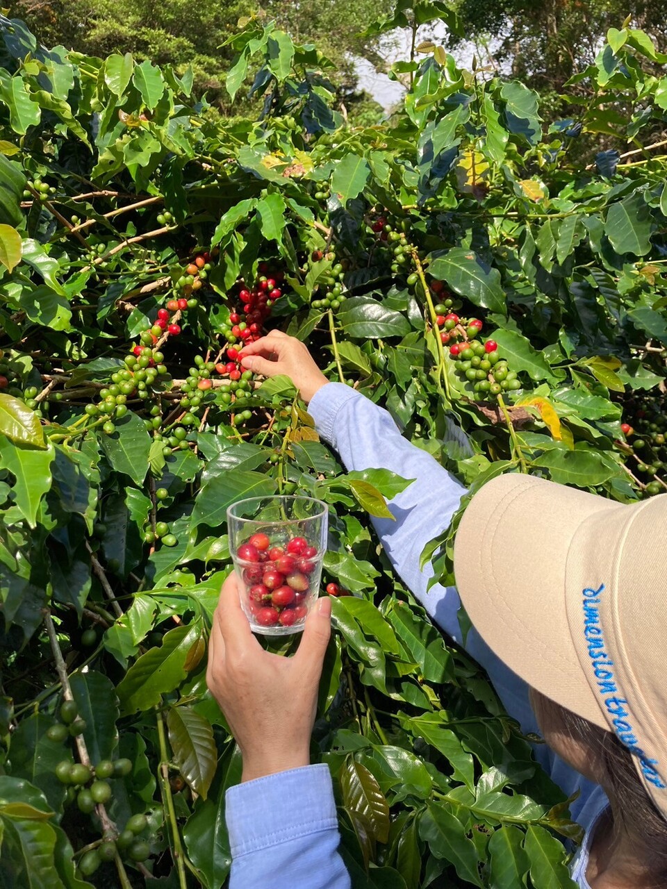 Nコース コーヒー収穫から一杯プラン※2025-2026