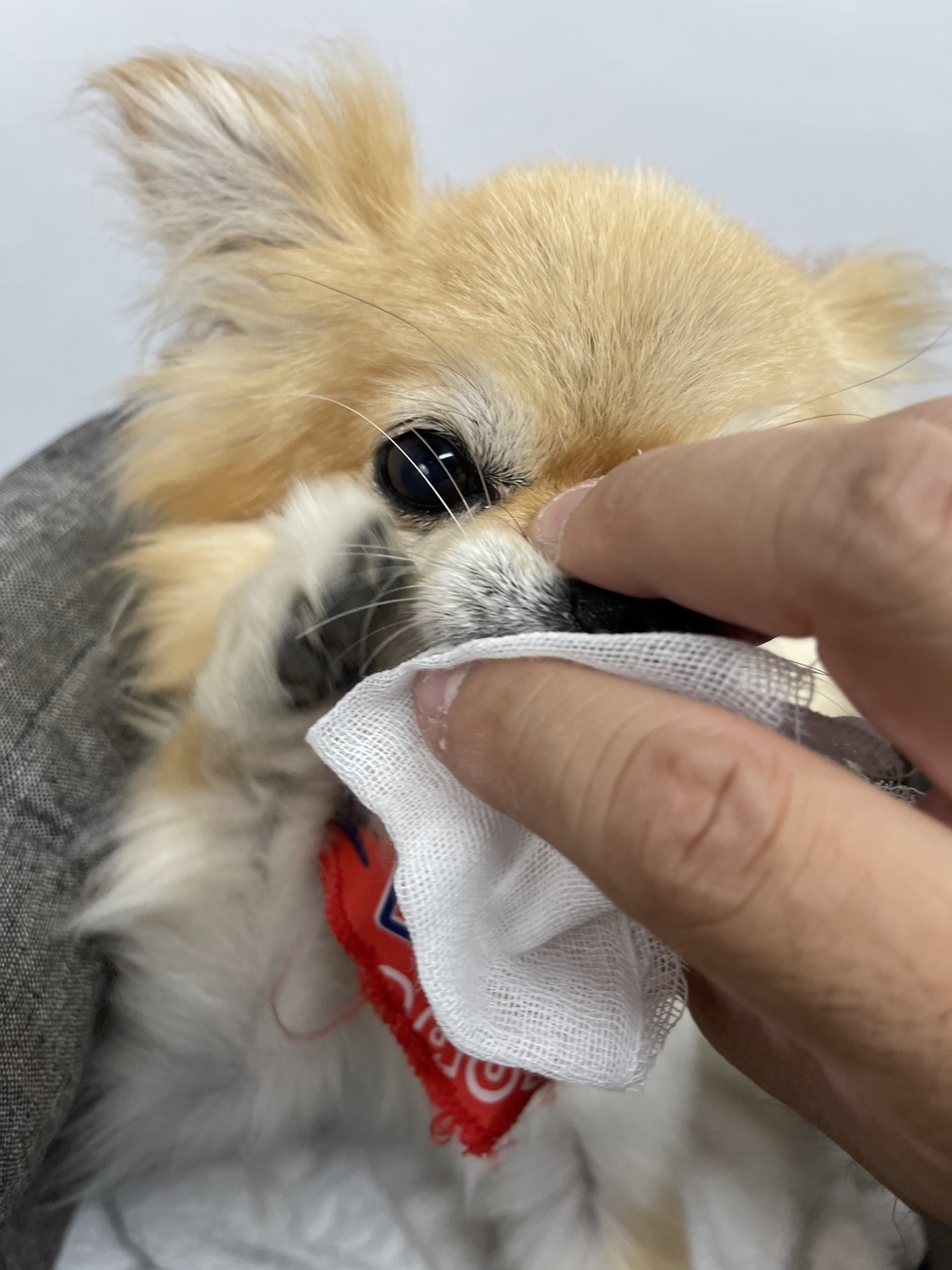 はじめての社会化レッスン!パピーパーティー in 鎌倉・由比ヶ浜