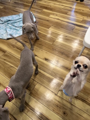 はじめての社会化レッスン！パピーパーティー in 鎌倉・由比ヶ浜