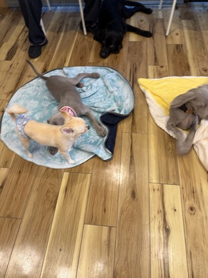 はじめての社会化レッスン！パピーパーティー in 鎌倉・由比ヶ浜