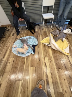 はじめての社会化レッスン！パピーパーティー in 鎌倉・由比ヶ浜