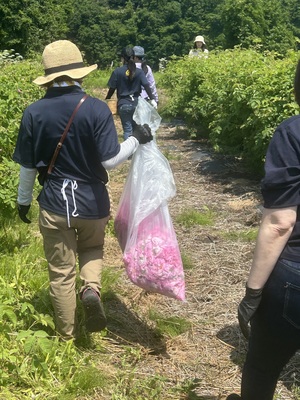 <ローズツーリズムin 山形>ダマスクローズの摘み取り＆蒸留体験２０２６