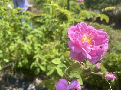 <ローズツーリズムin 山形>ダマスクローズの摘み取り＆蒸留体験２０２６