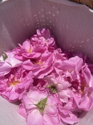 <ローズツーリズムin 山形>ダマスクローズの摘み取り＆蒸留体験２０２６