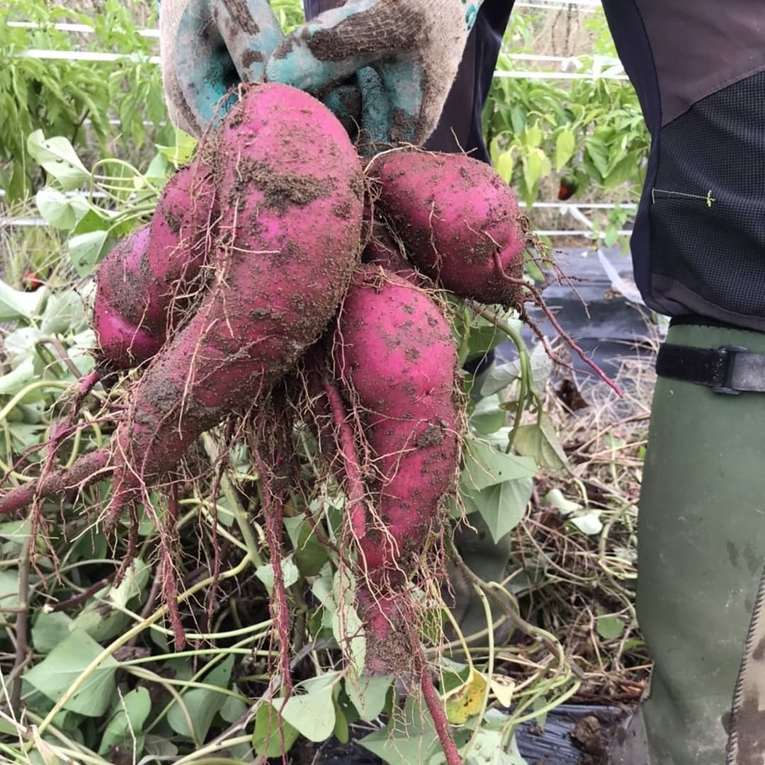 野菜収穫販売♪