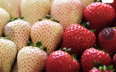 いちご食べ比べ×本格クレープ×南インドのドーサPARTY