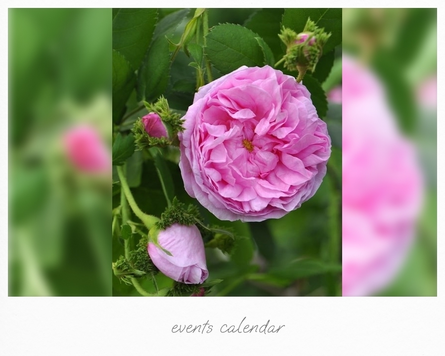 3/20(金・祝) オールドローズの鉢植え教室