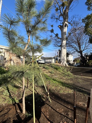 🌲特別1DAY🌲瞑想アロマと150年例大祭と松植樹会